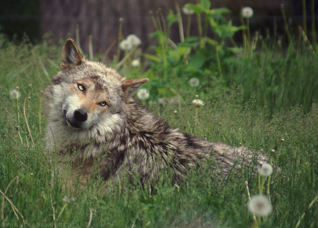 mexican gray wolf by monsterbrand ddtxt59 pre
