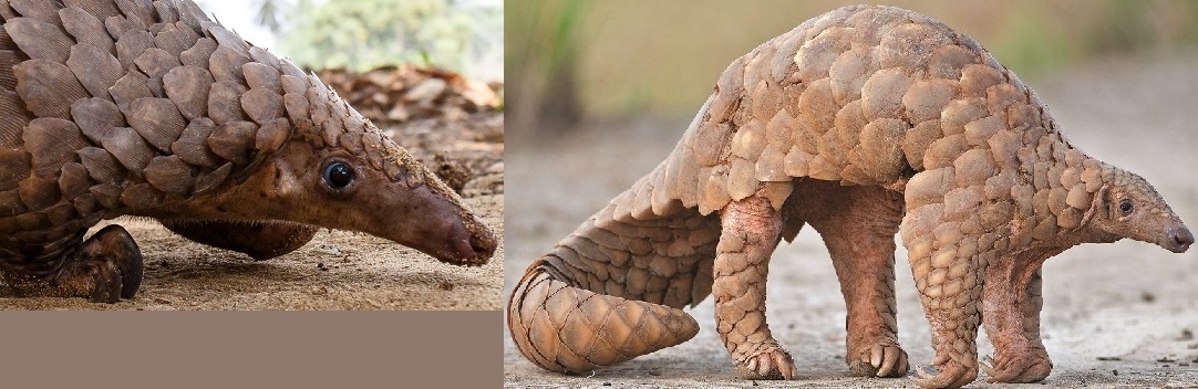 pangolin-head.jpg