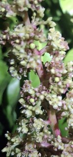 20250217_190518_resized