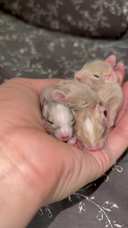 ED4D91EA-D42A-42FB-97AB-2DAC1CCD907E