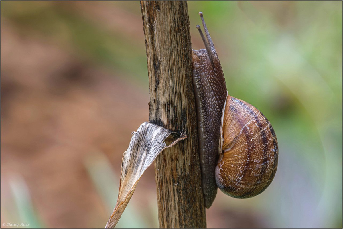 XT4H3630-Verbessert-RR 2023 Gottwill  LR ERWZ FB