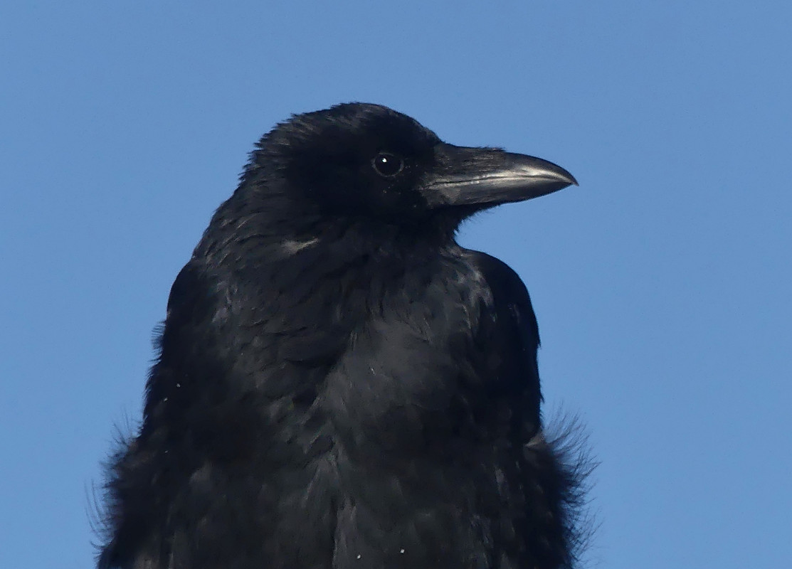 CROW 1