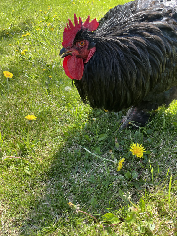 here comes the rooster