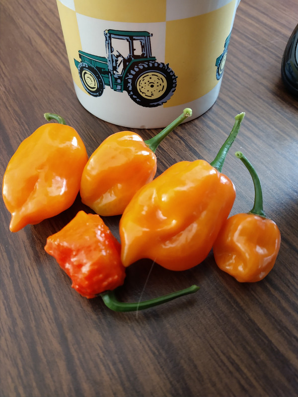 habs1gst