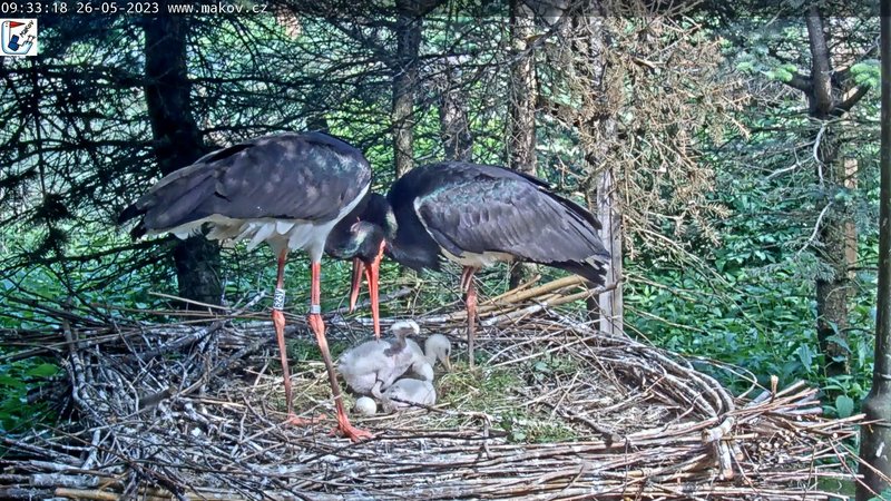 černí čápi hnízdo_26.05.2023_9_33 (1)