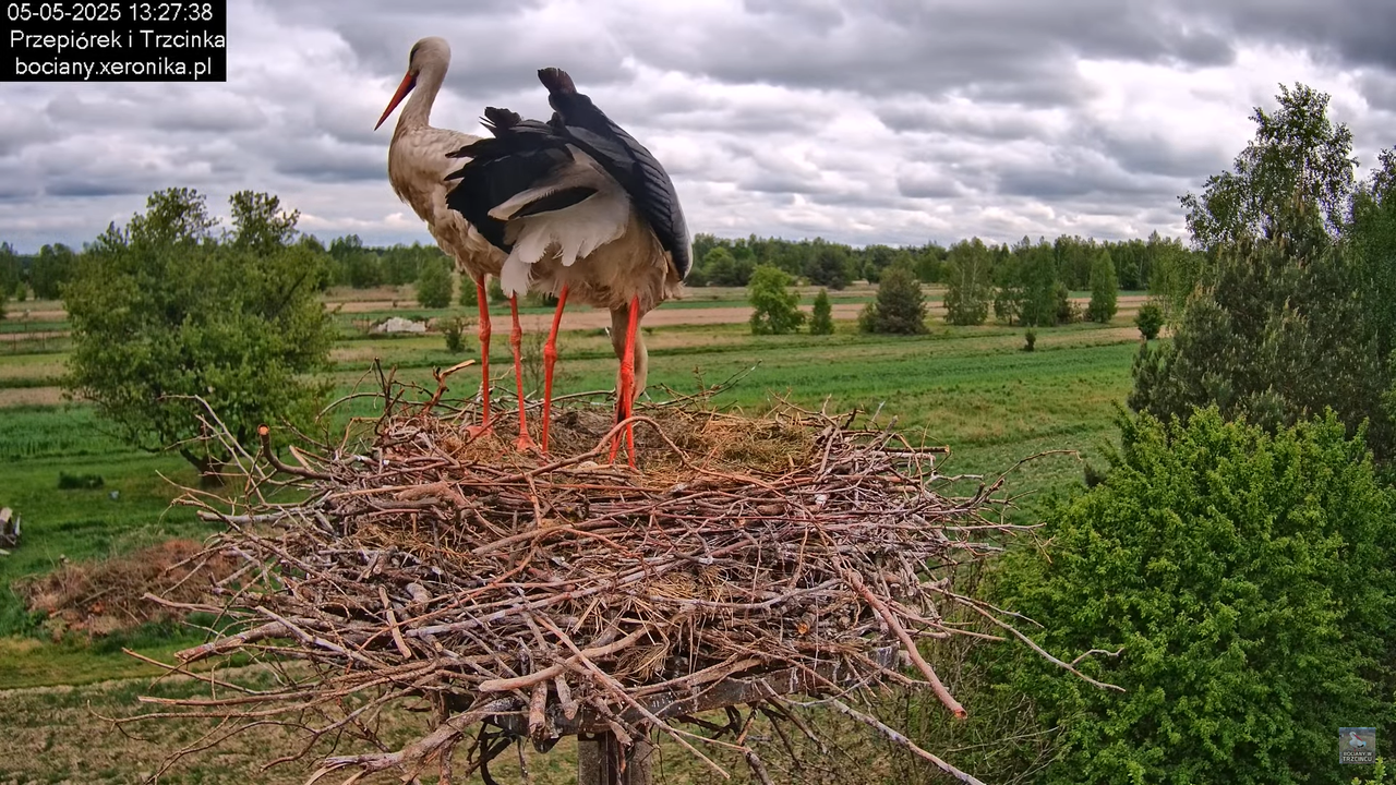 05052025bociany14