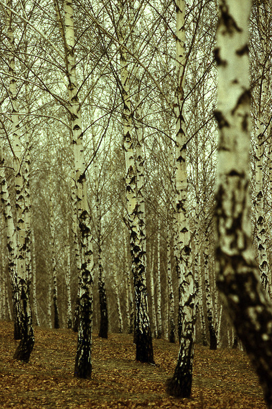 Beriozki-4.2... (1024)