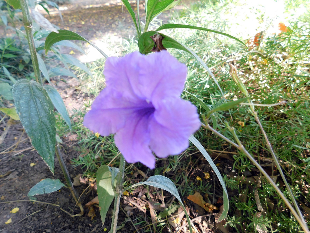 DSCN5663.jpg