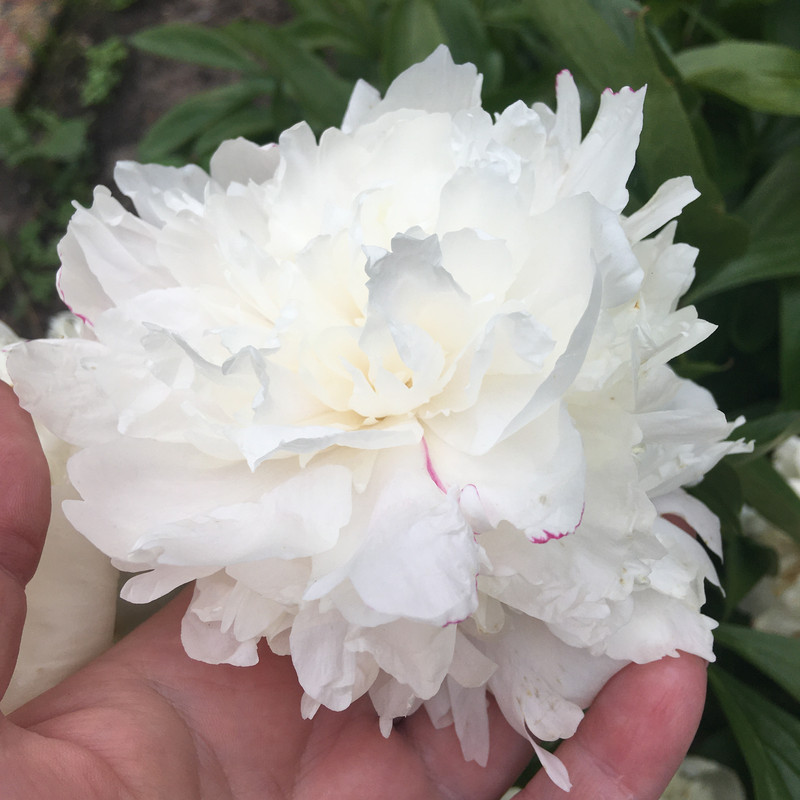 с айф все последнее 060