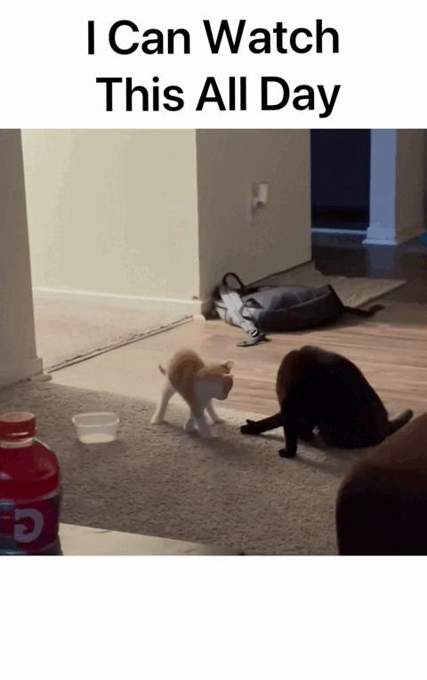 Cats-09.gif