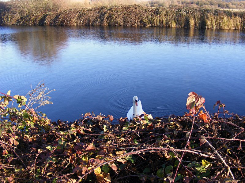 animals-sw-an-river-GH-HD.jpg
