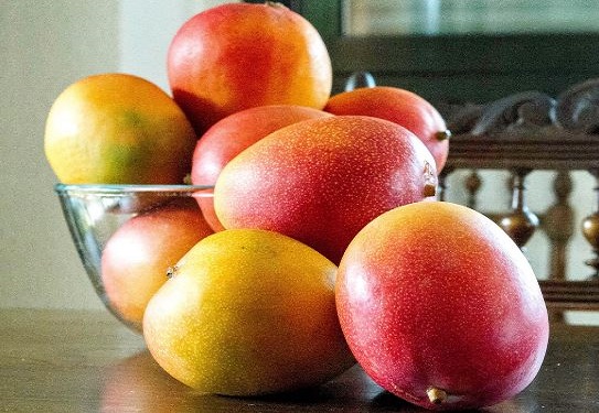 Can Rabbits Have Mangoes