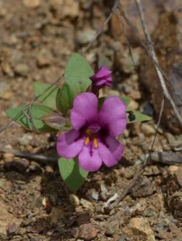 Screenshot 20260227 193541 Firefox