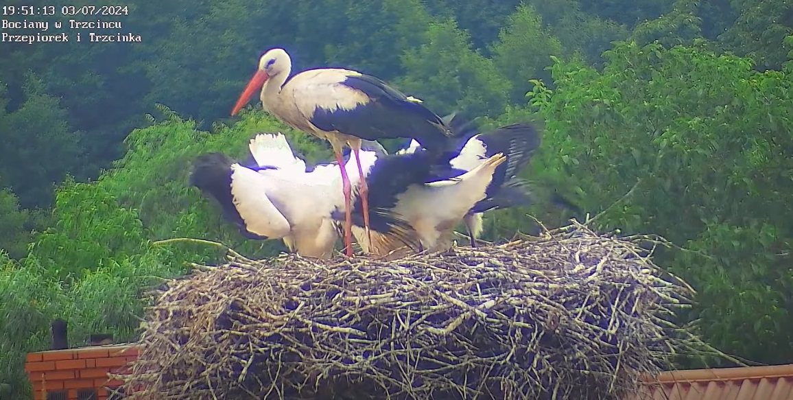 przepiorekwrocilnalonorodziny