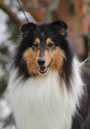 Pitkäkarvainen collie, Windy Forest's Unreal Dream