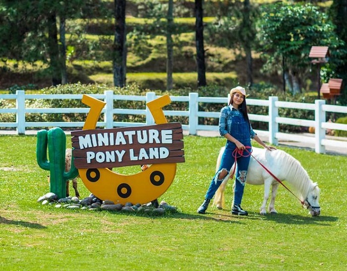 Cimory Dairyland Puncak memiliki koleksi kuda miniatur yang dibeiri nama Umme.