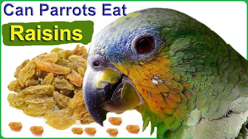 Can Parrots Eat Raisins