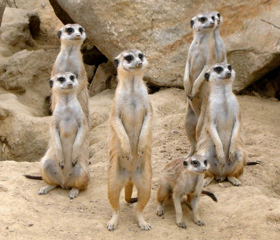 meerkat-colony-1024x878-4071260674
