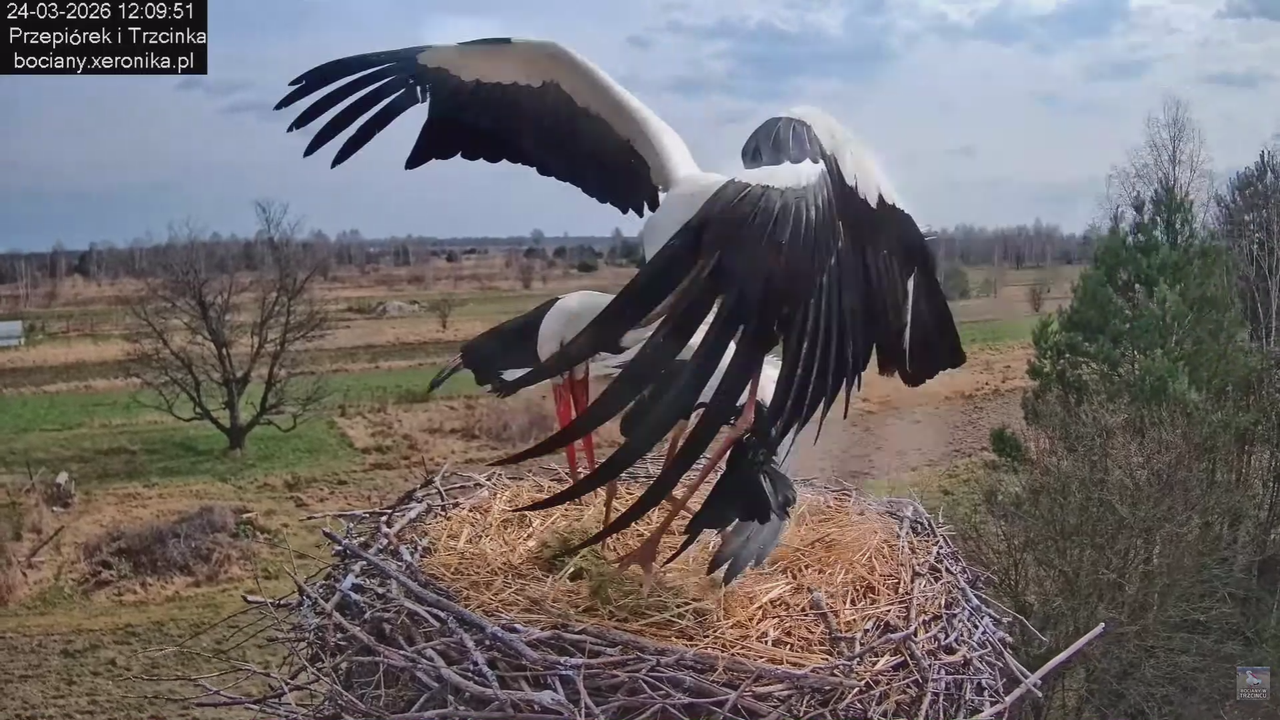 24032026bociany 20