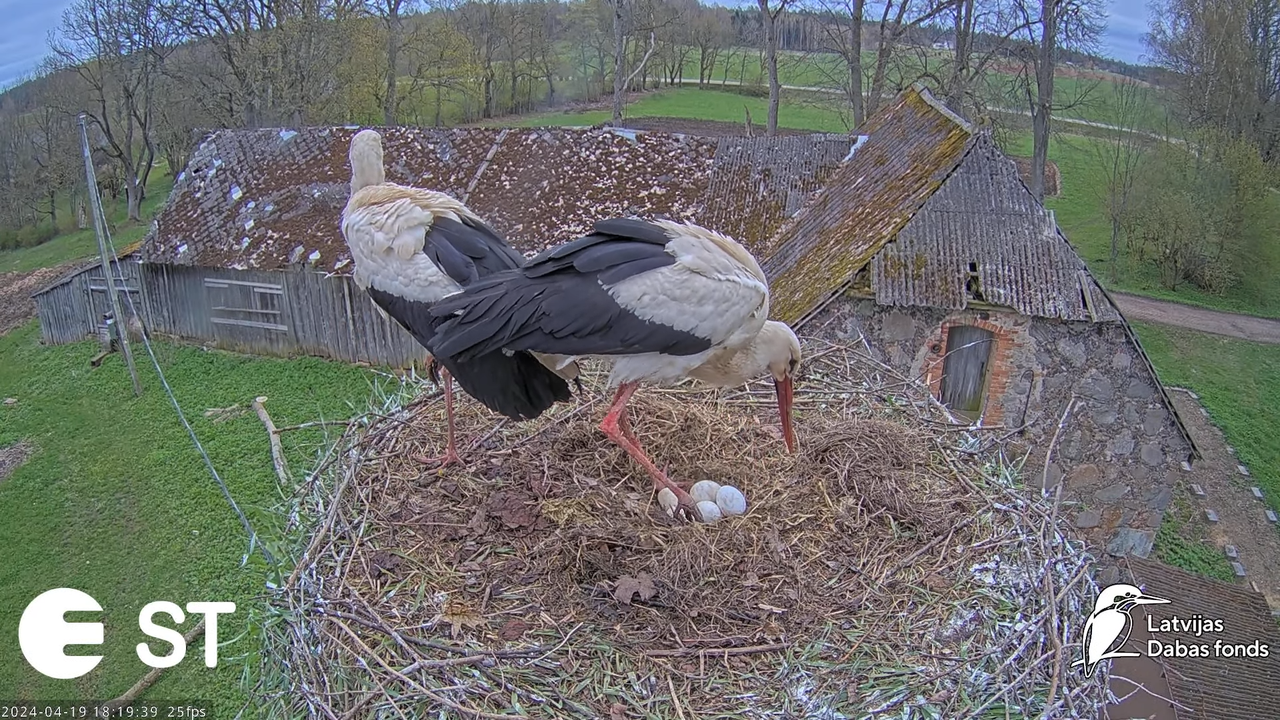 Baltie stārķi (Ciconia ciconia) Tukuma novadā - LDF tiešraide __ White storks in Tukums, Latvia 14-2