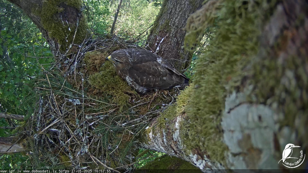 Melnās klijas (Milvus migrans) Kurzemē_ peļu klijāni (Buteo buteo) 12-10-10 screenshot