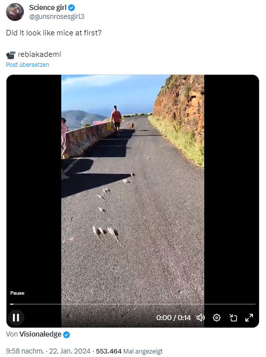 Optische Illusion: Mäuse auf dem Weg