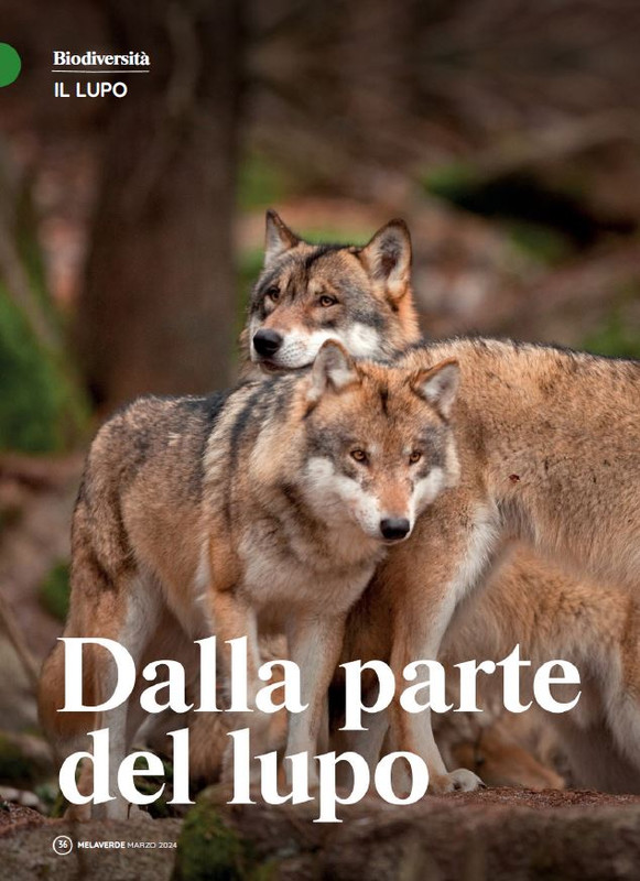 melaverde Mar 2024 (3)