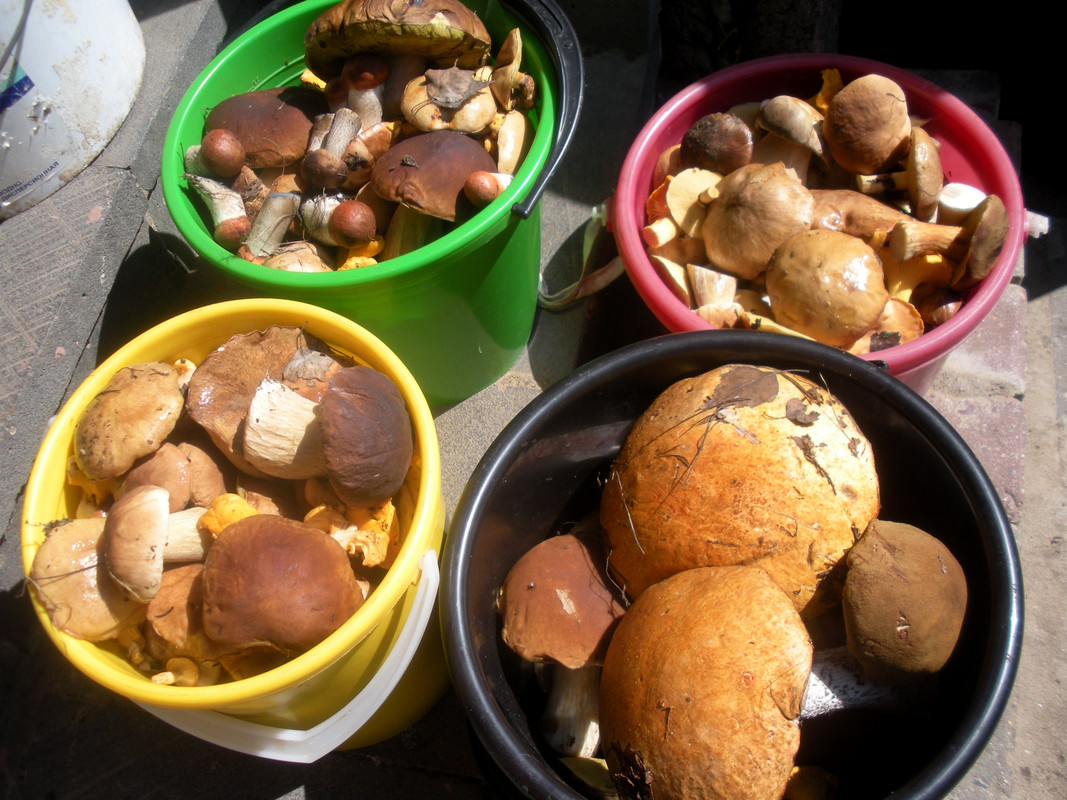 Наш улов-1 после тихой охоты