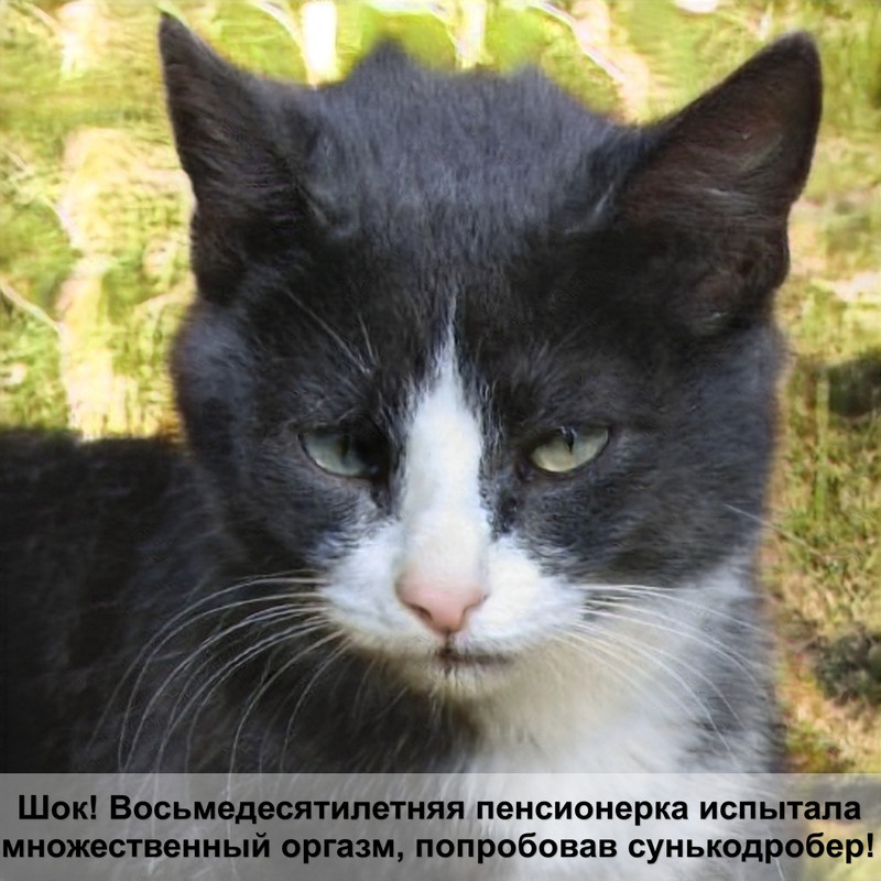 10 фактов о кошках