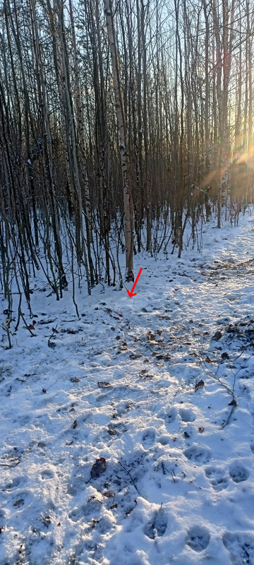 IMG 20251115 202645
