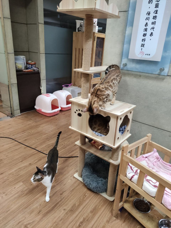 寵物志工服務日 6