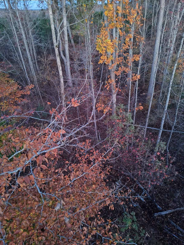 IMG 20241123 065538933