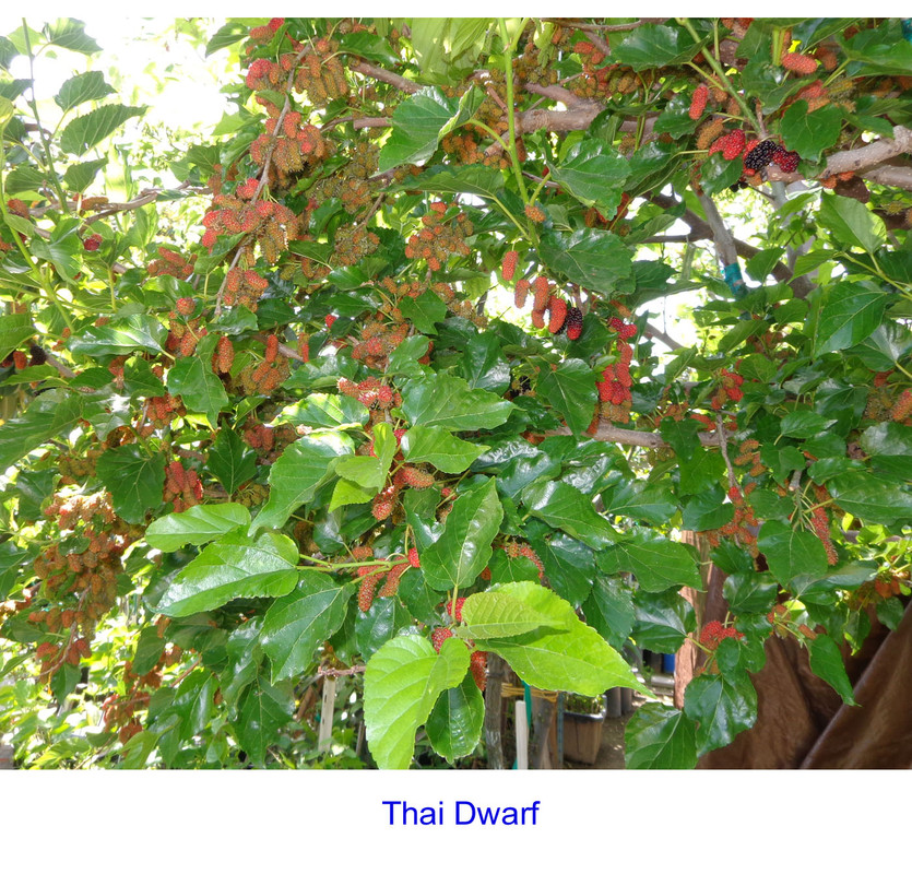Thai-Dwf-p6