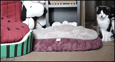 Funny-Cat-GIF-Cat-hidden-in-box-Sneak-Attack-Curiosity-scared-the-cat.gif