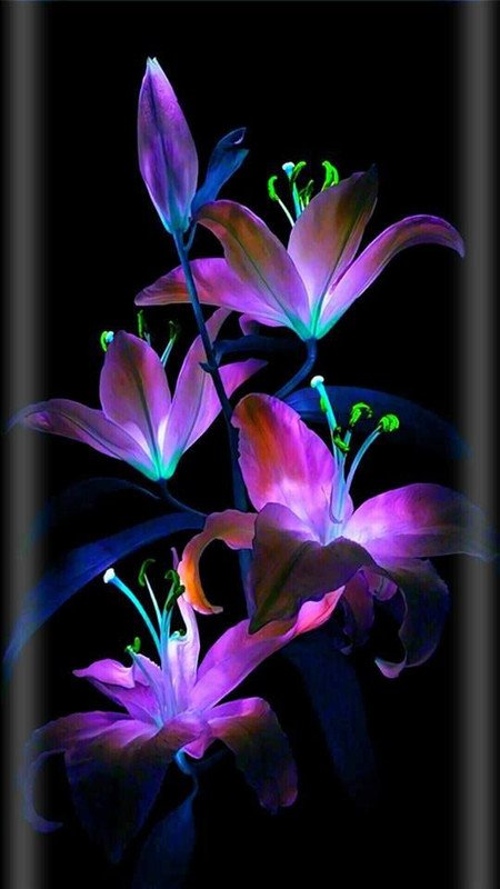purple-flower-glow.jpg