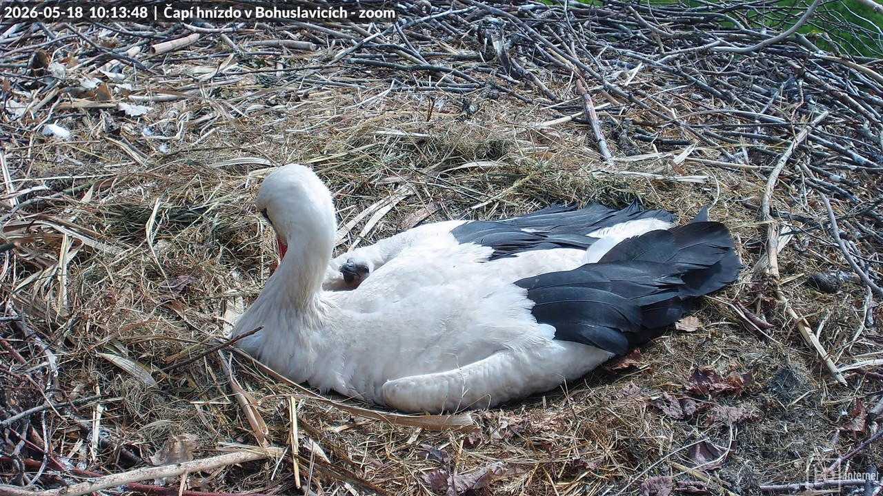 Tiešraide no stārķa skursteņa Bohuslavicē netālu no Trutnovas 4K (tuvināms) 11 23 16 screenshot