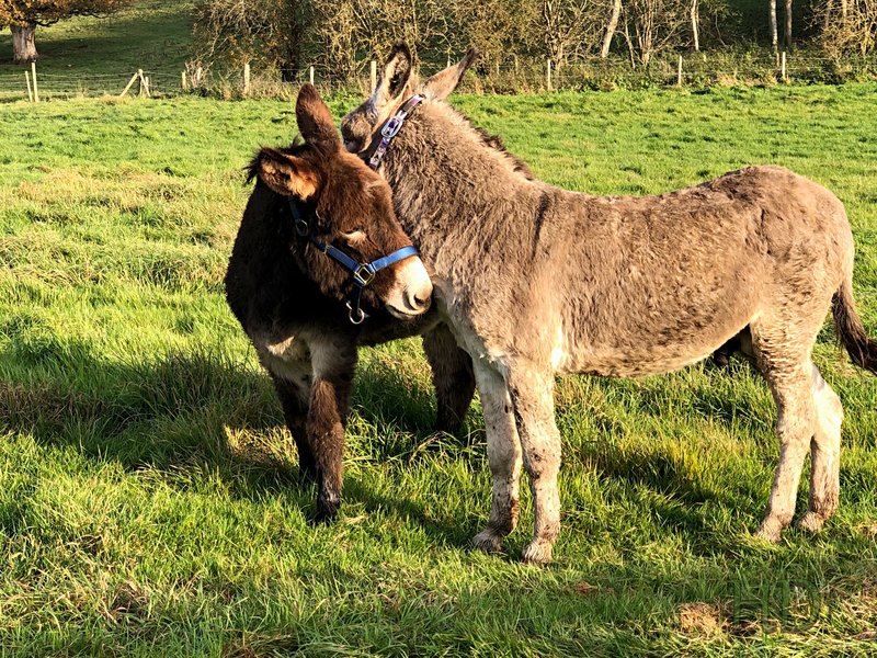 donkeys-HD.jpg