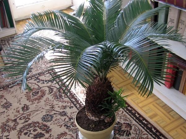 Пальма цикас в квартире как создать комфортную атмосферу с помощью растения