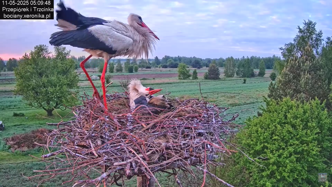 11052025bociany7