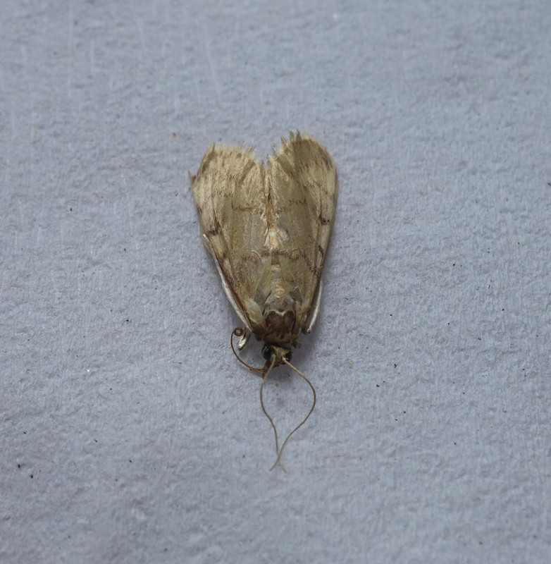 Papillon Begonia jb(4)