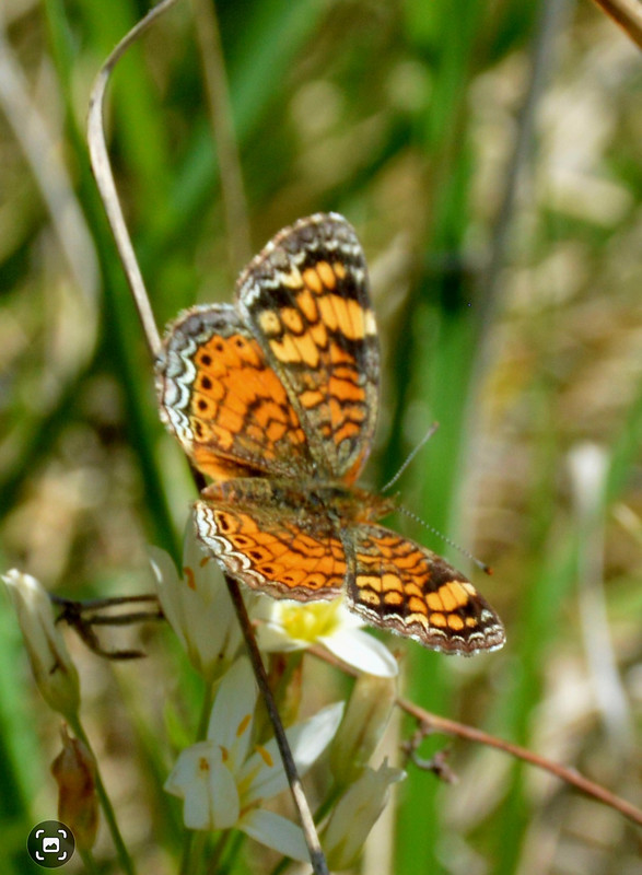 Screenshot_20250330_222500_Gallery