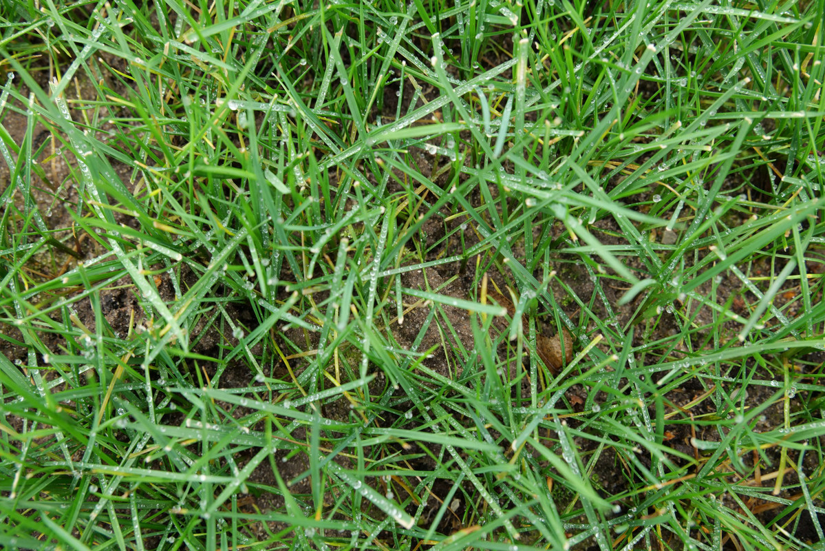 Nasser Rasen 20220124