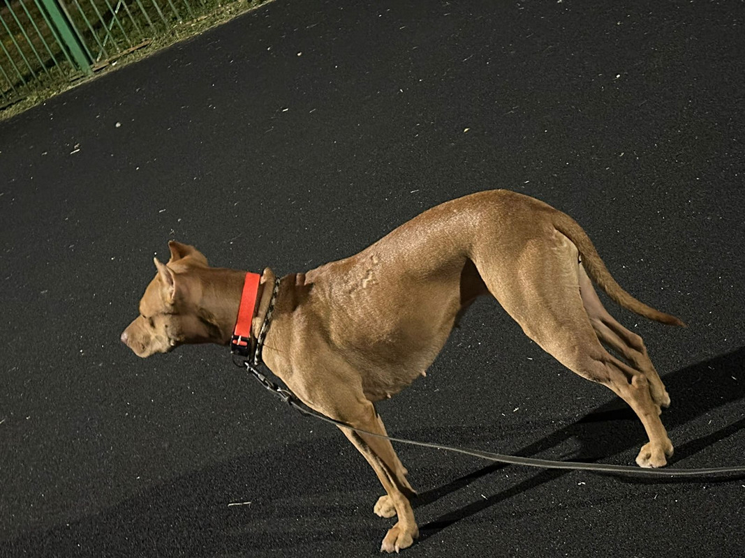 IMG-20240626-WA0015(1)