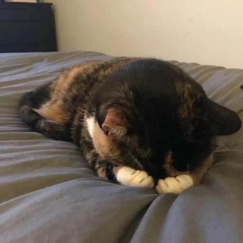kitten-burying-head.jpg