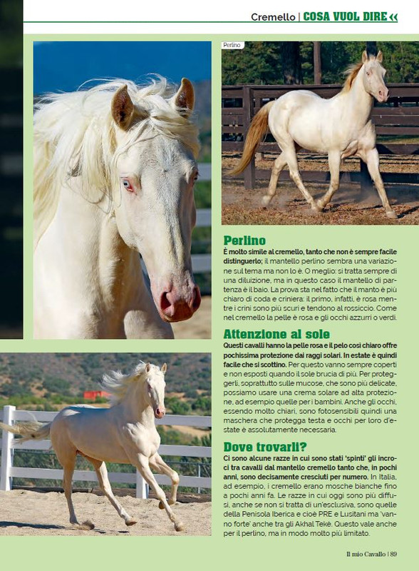 Il Mio Cav (Dic 2022-Gen 2023) 4