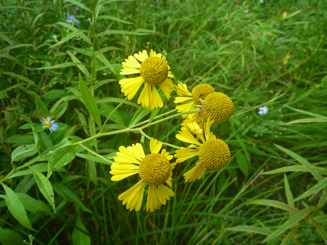 2022-09-01 7 - common sneezeweed (Helenium autumnal L.)
