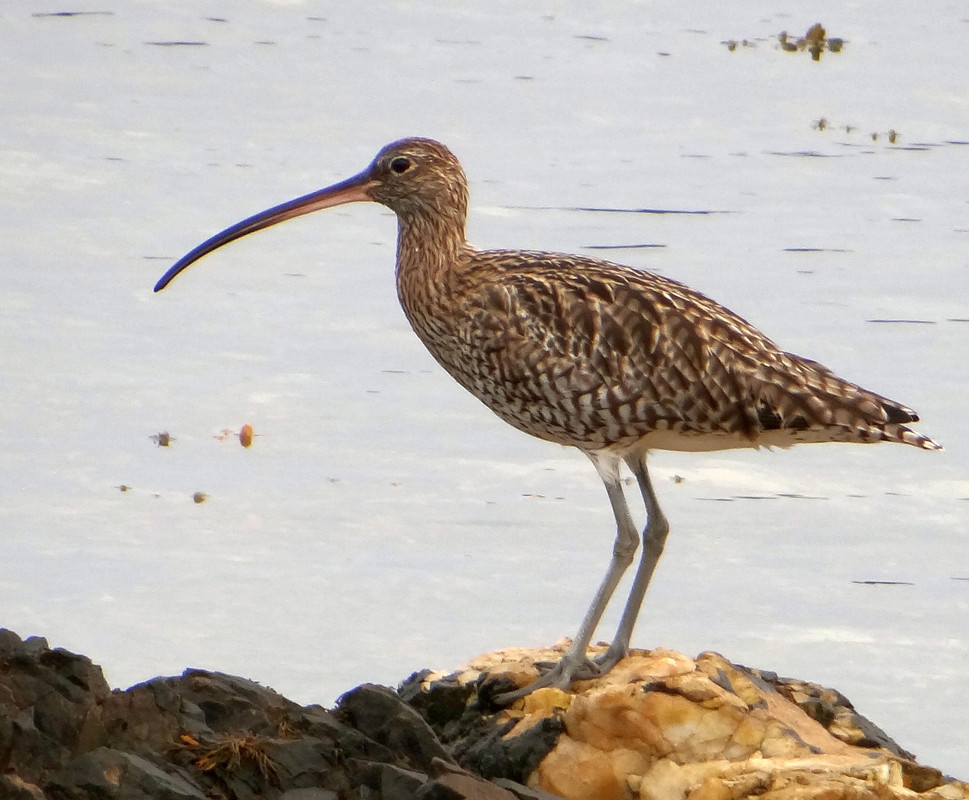 CURLEW 6 300824