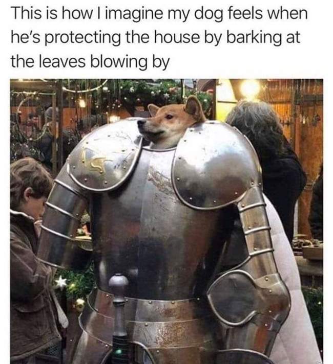 Dog.jpg