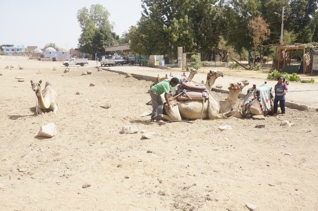 Una semana en Egipto a nuestra manera: Un sueño cumplido - Blogs de Egipto - Día 5 – Miércoles 19 de Abril de 2023: Aswan y llegada a El Cairo (2)