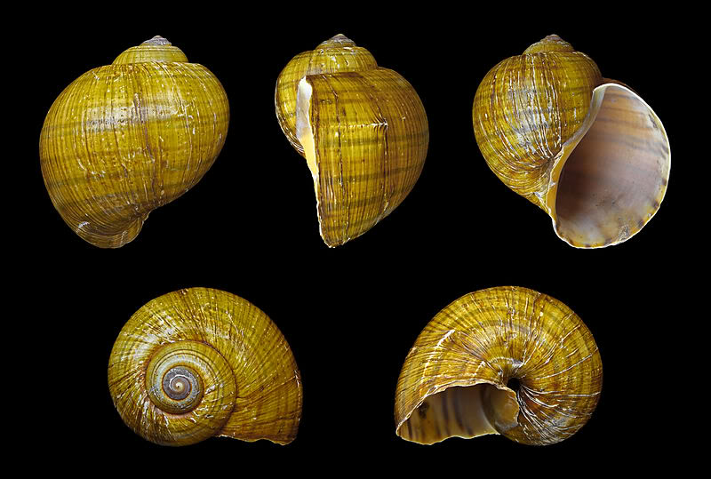800px-Pomacea-canaliculata-01.jpg
